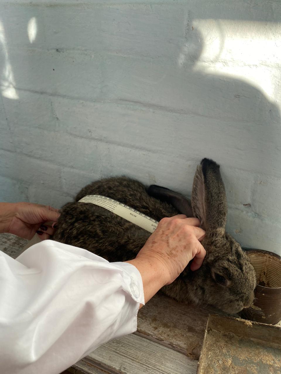 Взятие промеров у кроликов.jpg